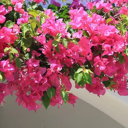 Alto Club Oleander